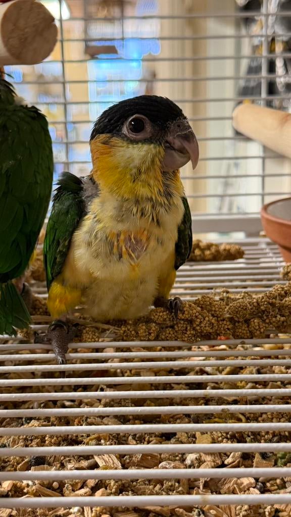 Süper tamme baby Zwartkop Caique, Meerdere dieren, Papegaai, Geringd