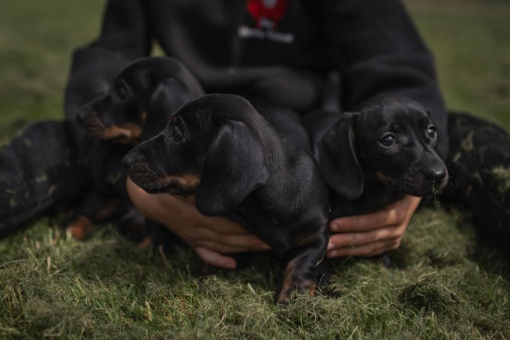 Teckel pups te koop!, Standaard, Rabiës (hondsdolheid), 8 tot 15 weken, Korthaar