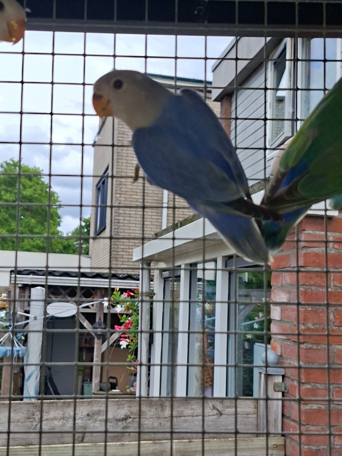 agapornis roseicollis, Dieren en Toebehoren, Geslacht onbekend, Dwergpapegaai of Agapornis, Geringd