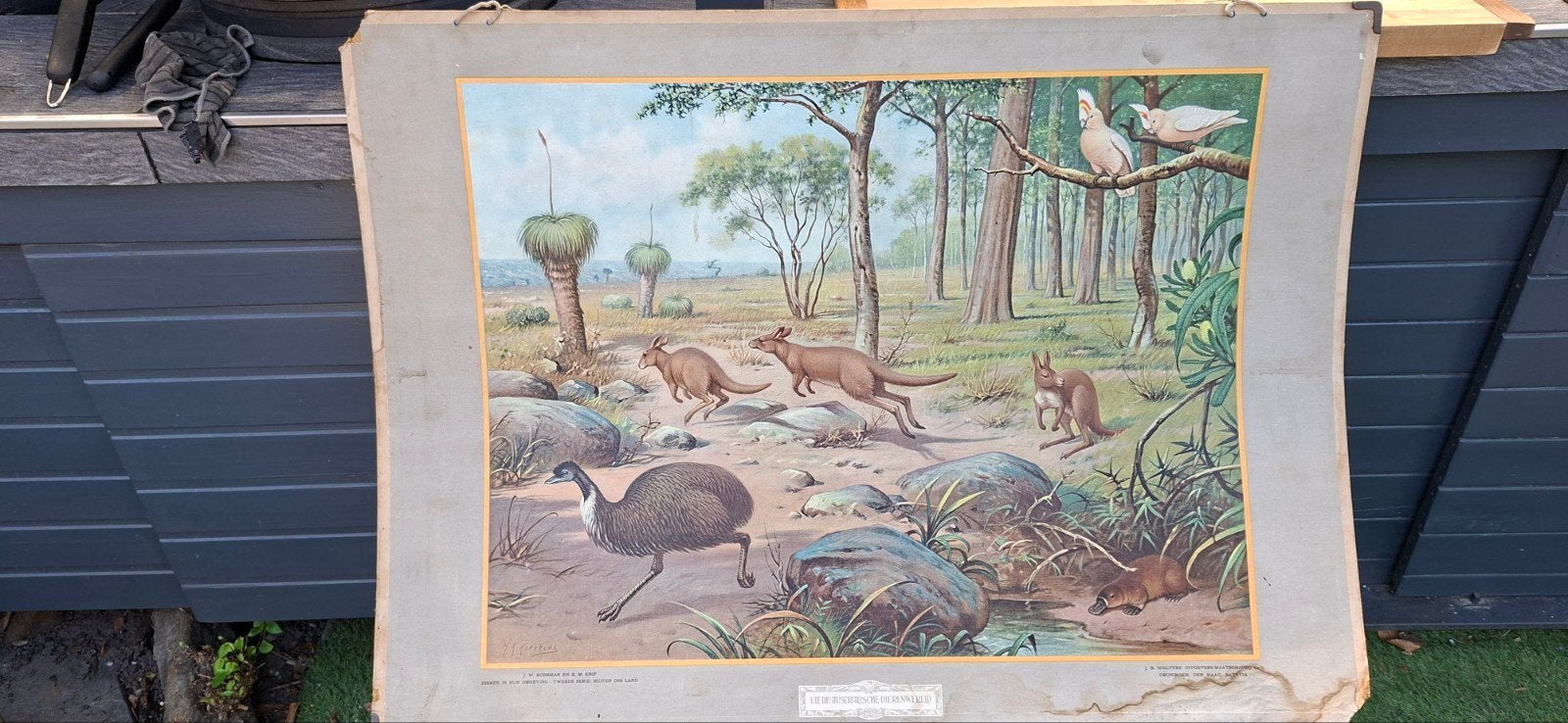Antieke schoolplaat 'Uit de Australische Dierenwereld', Ophalen, Natuur en Biologie