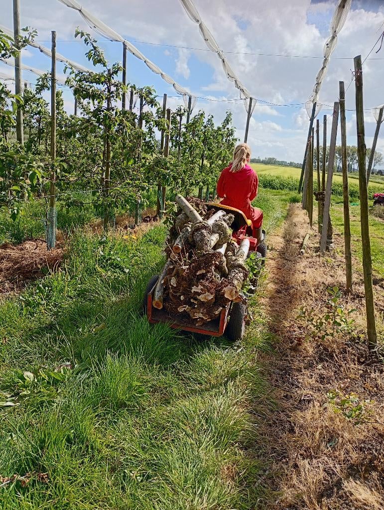 Appelbomen hout, Tuin en Terras, Haardhout, 6 m³ of meer, Ophalen, Overige houtsoorten, Stammen