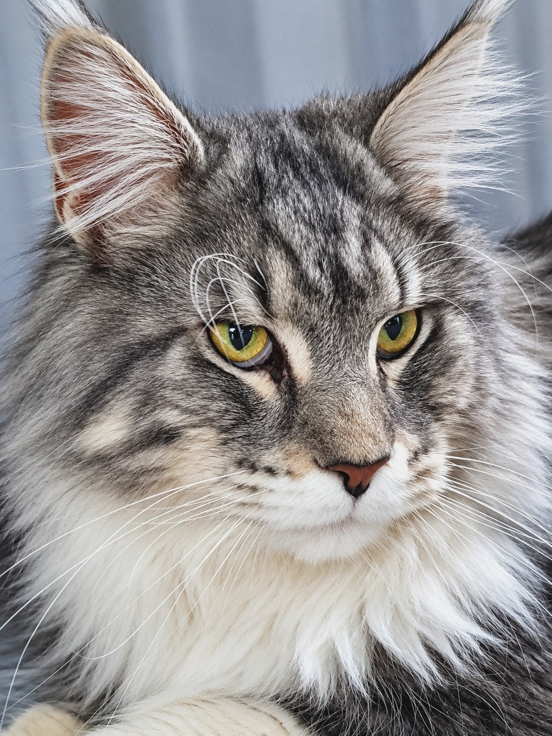 Maine Coon DEKKATERS Silver tab.blotched white ,blue tabby, Dieren en Toebehoren, 3 tot 5 jaar