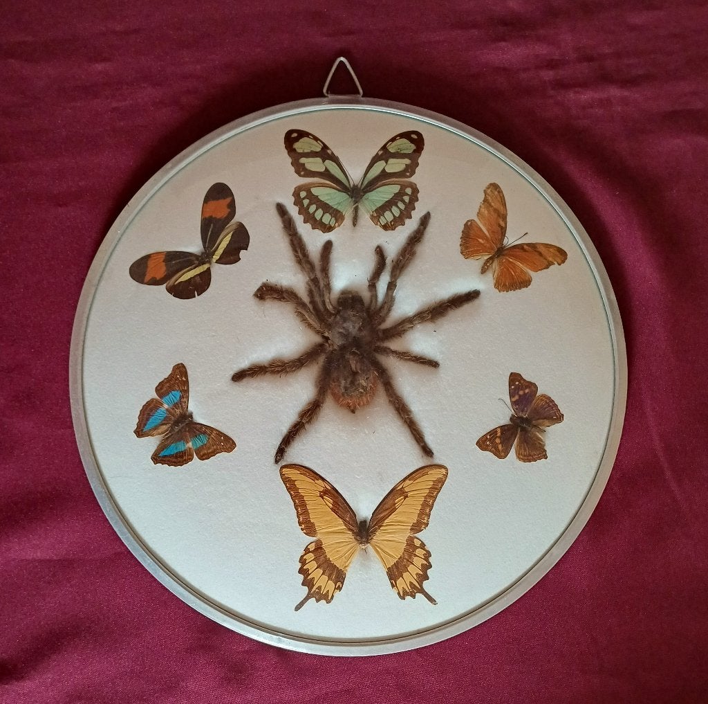 vogelspin & vlinders achter glas 30 cm, Ophalen of Verzenden