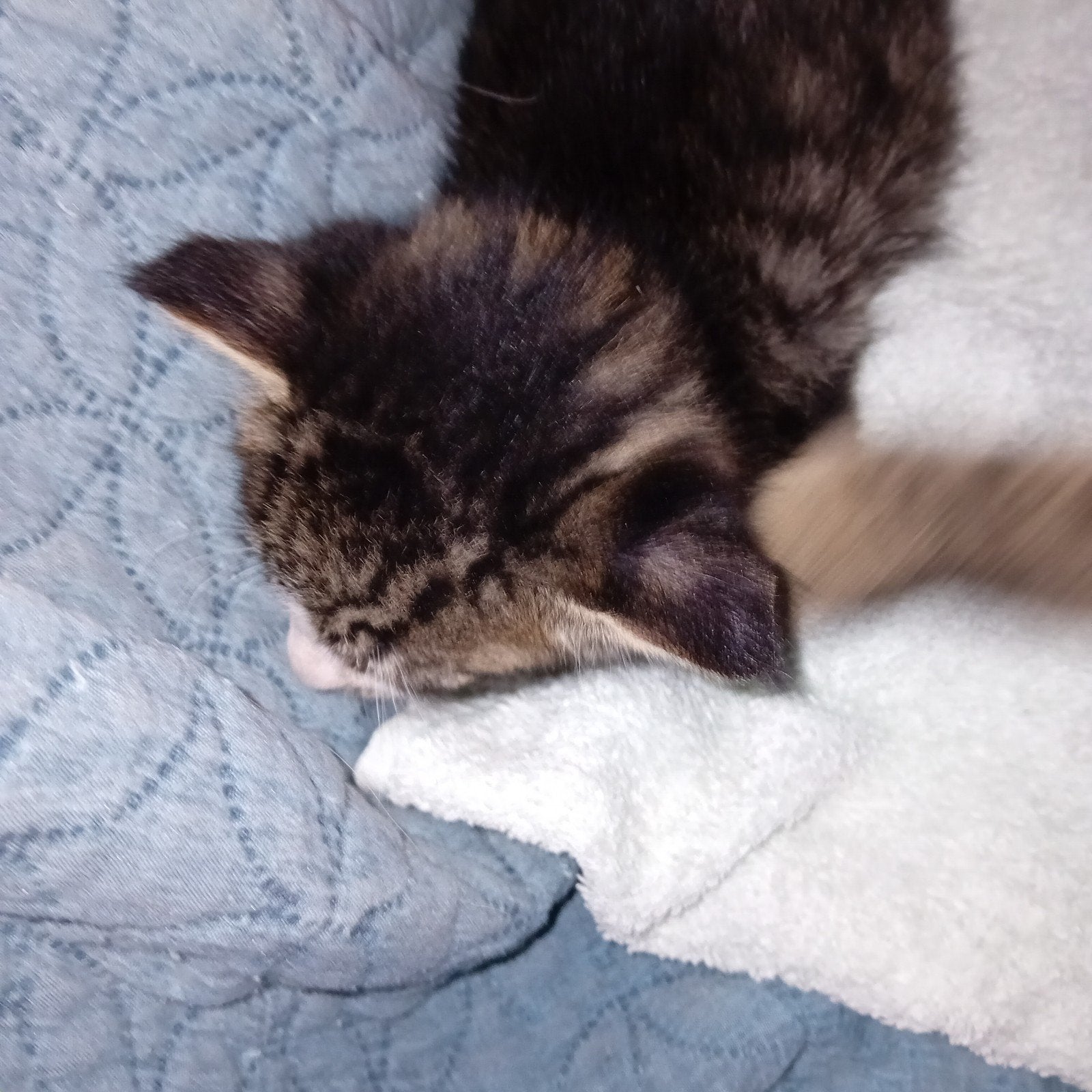 te koop, Poes, 0 tot 2 jaar