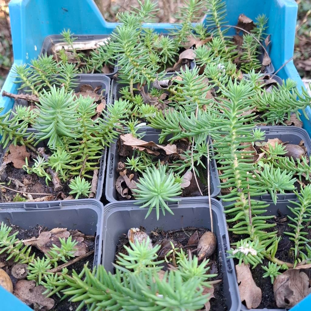 Sedum, Tuin en Terras, Planten | Tuinplanten, Vaste plant, Bodembedekkers, Volle zon, Zomer, Ophalen