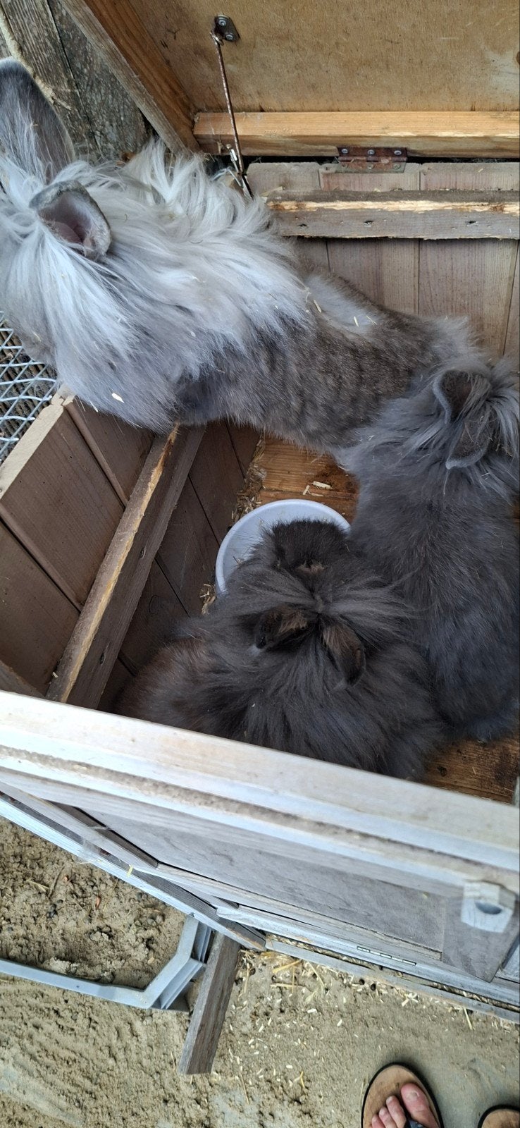 Kruising teddy konijnen, Dieren en Toebehoren, Konijnen, Meerdere dieren