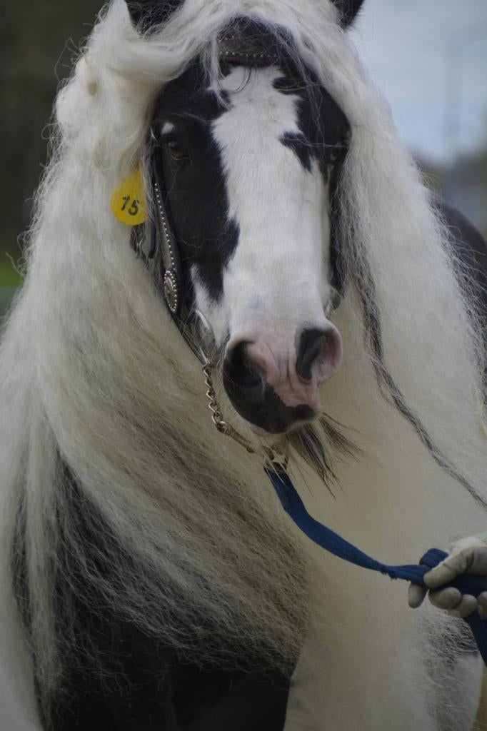 Diverse tinker (s) / irish cob (s) te koop, Dieren en Toebehoren, Paarden, Merrie, Minder dan 160 cm, Dressuurpaard, Gechipt