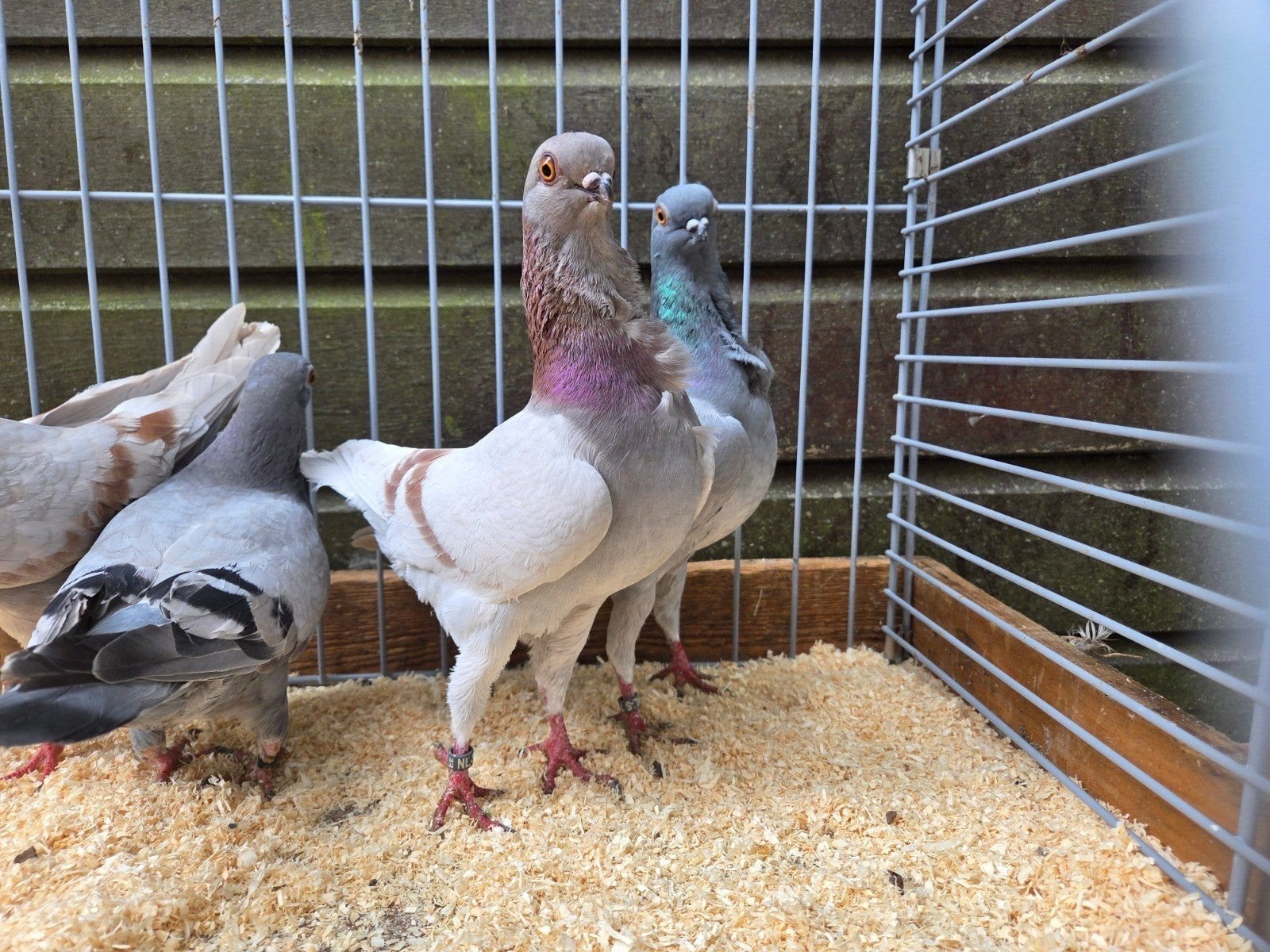 te koop 4 Italiaanse meeuwtjes lokduiven, Dieren en Toebehoren, Meerdere dieren, Overige soorten
