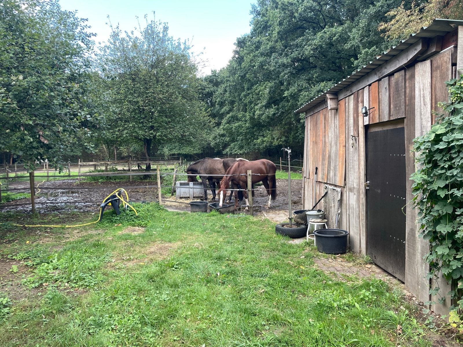 Te huur paardeweide met stal, Dieren en Toebehoren