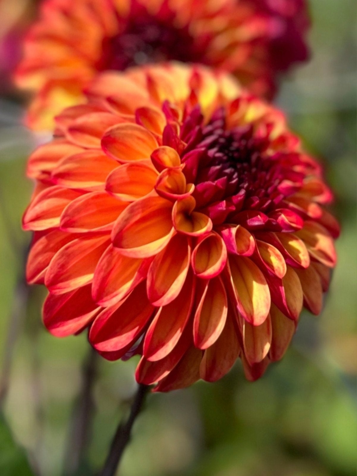 dahlia knol, Ophalen, Volle zon, Knol