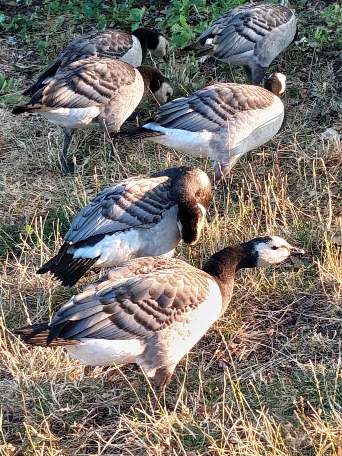 siereenden en ganzen,  watervogels, Dieren en Toebehoren