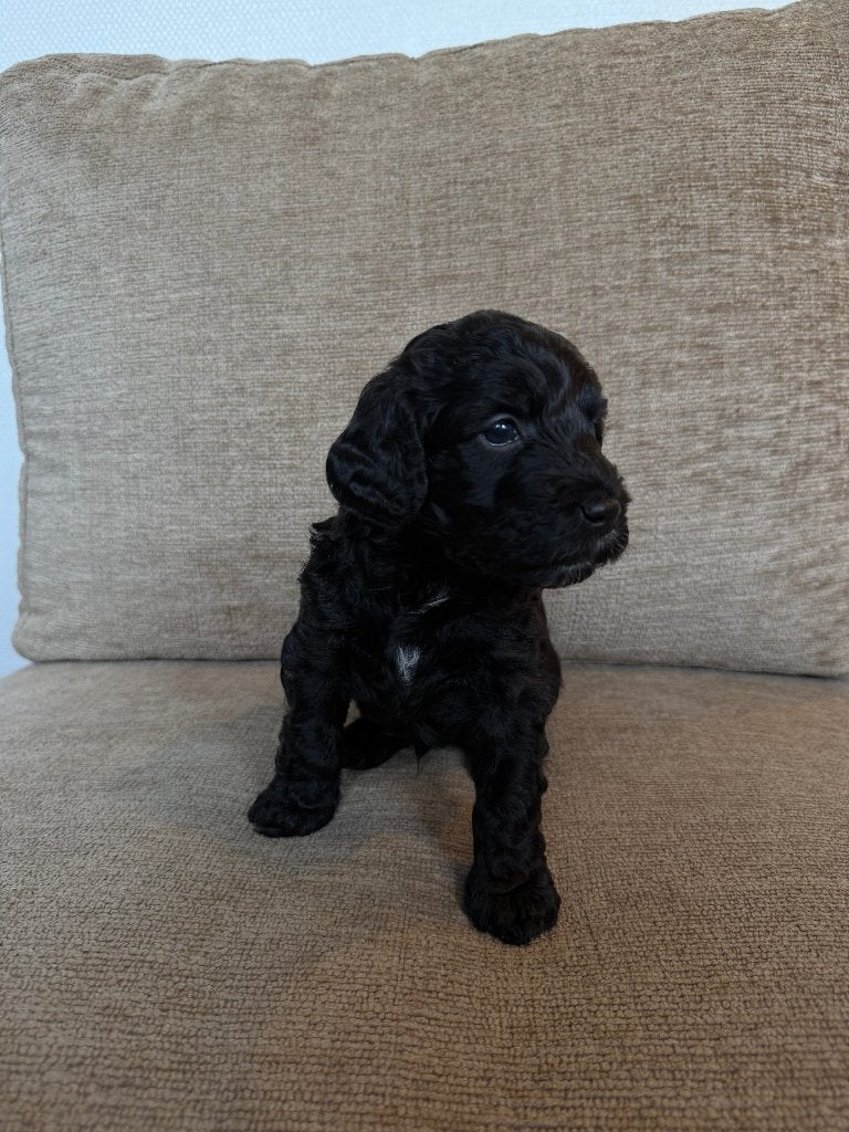 Medium Labradoodle puppy's, Dieren en Toebehoren, Honden | Niet-rashonden, Parvo, 8 tot 15 weken, Meerdere, Meerdere dieren