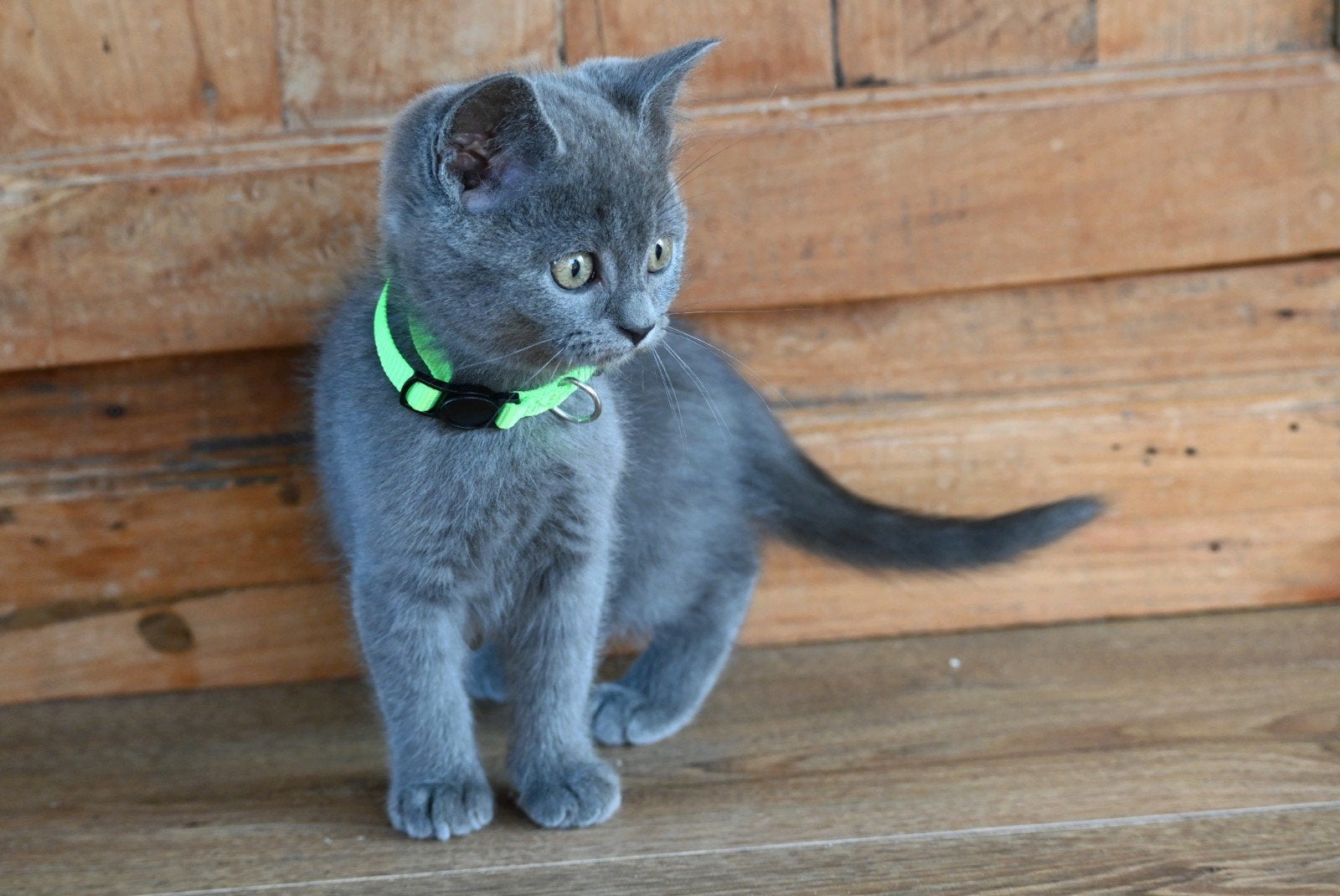 Britse korthaar kittens (katertjes), Dieren en Toebehoren, Meerdere dieren, Ontwormd, 0 tot 2 jaar