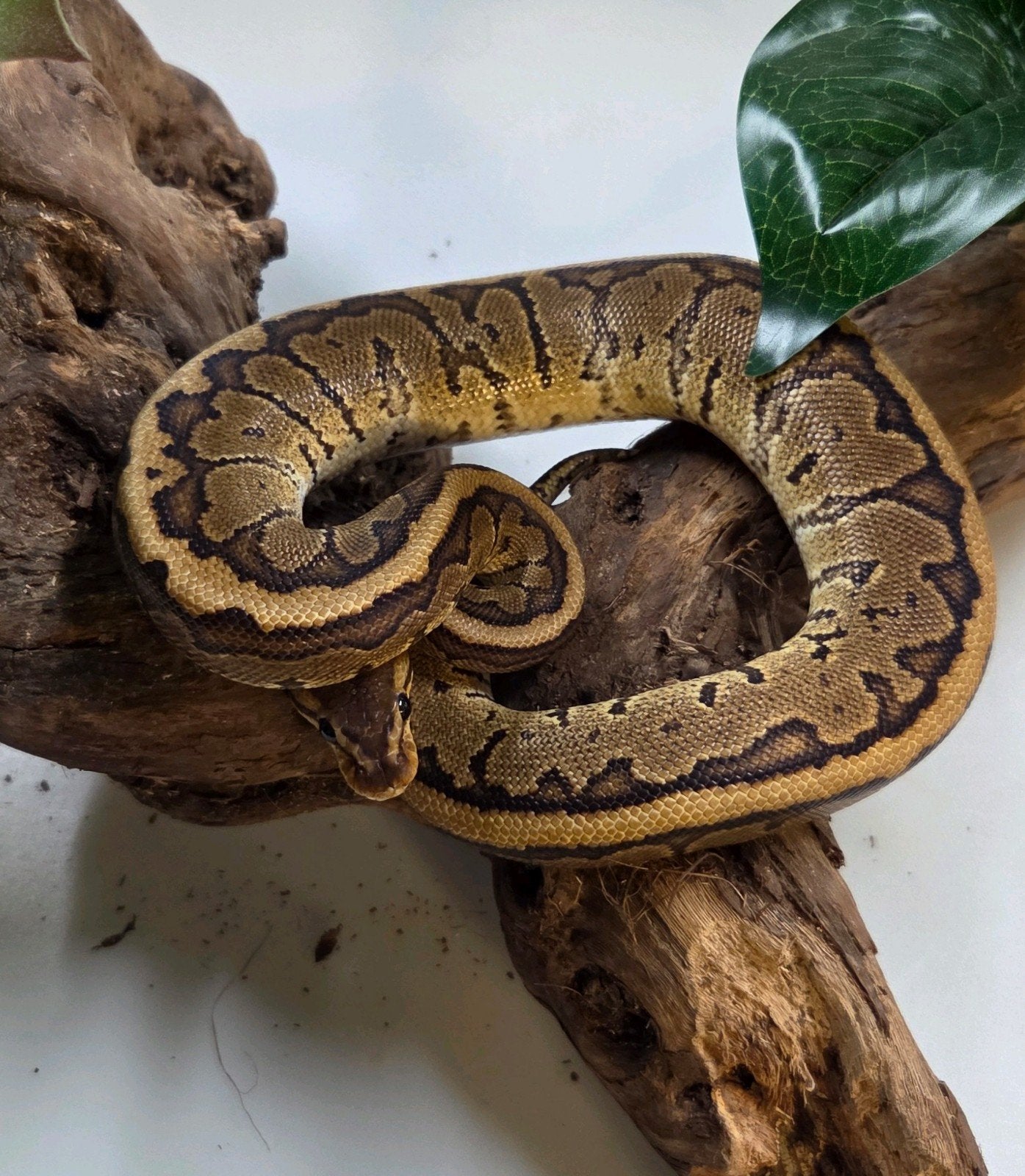 Koningspython Ball Python photo 2