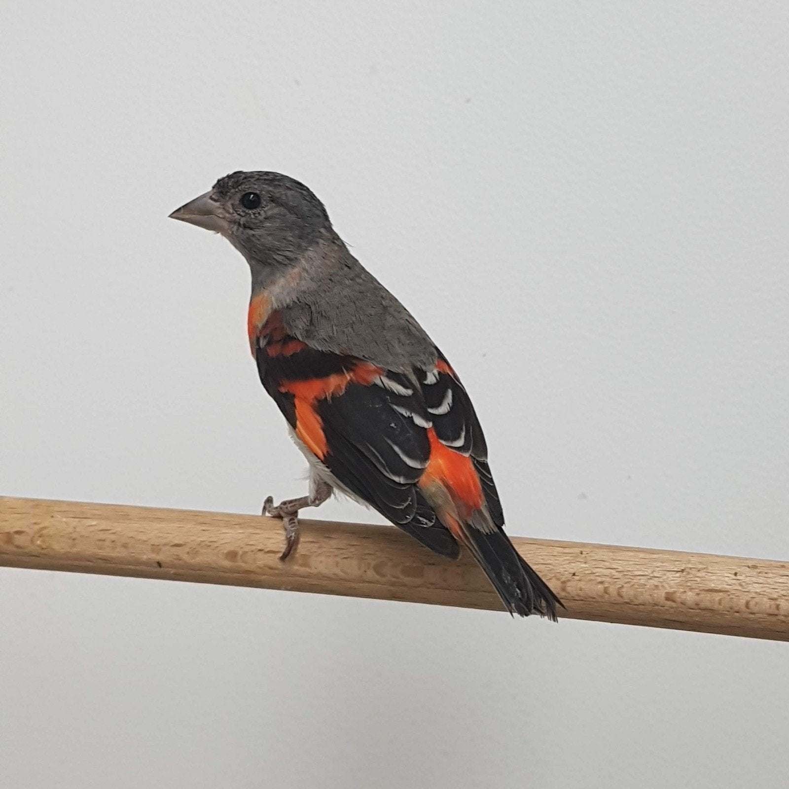 gezocht koppel kapoetsijzen, Meerdere dieren, Wildzangvogel