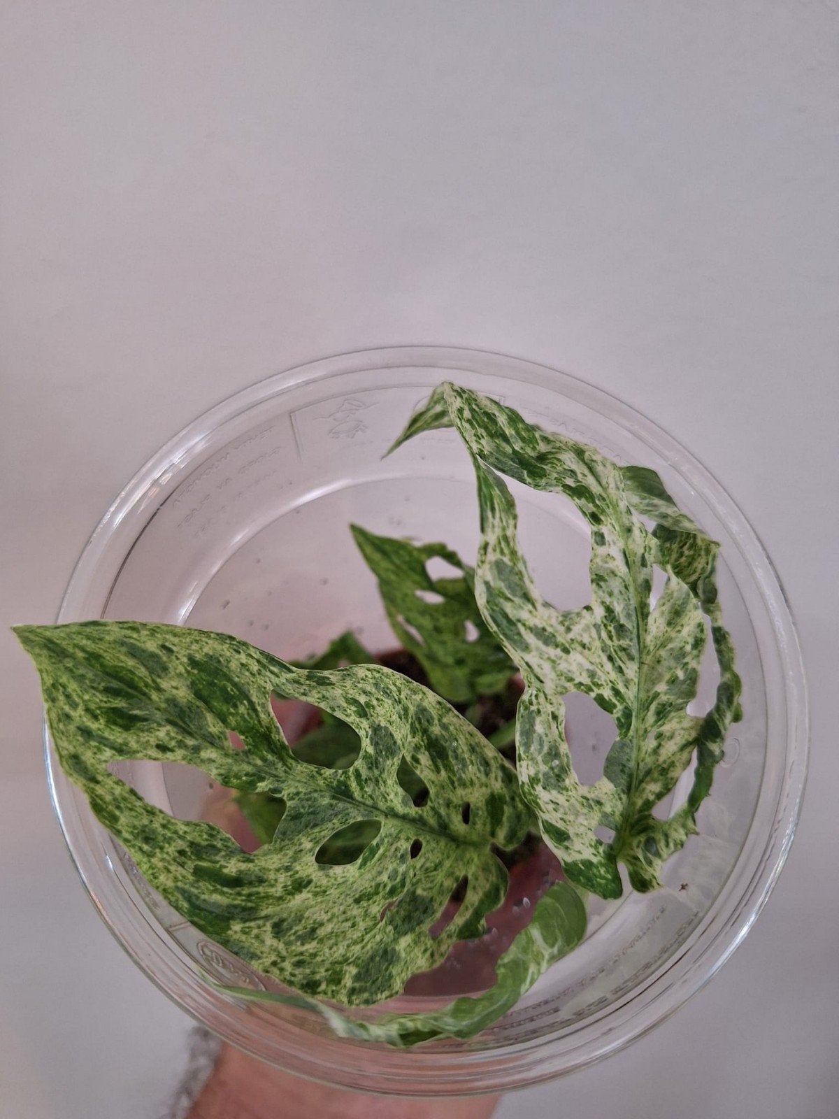 Monstera frozen freckles, Huis en Inrichting, Kamerplanten, Ophalen of Verzenden, Halfschaduw, Minder dan 100 cm