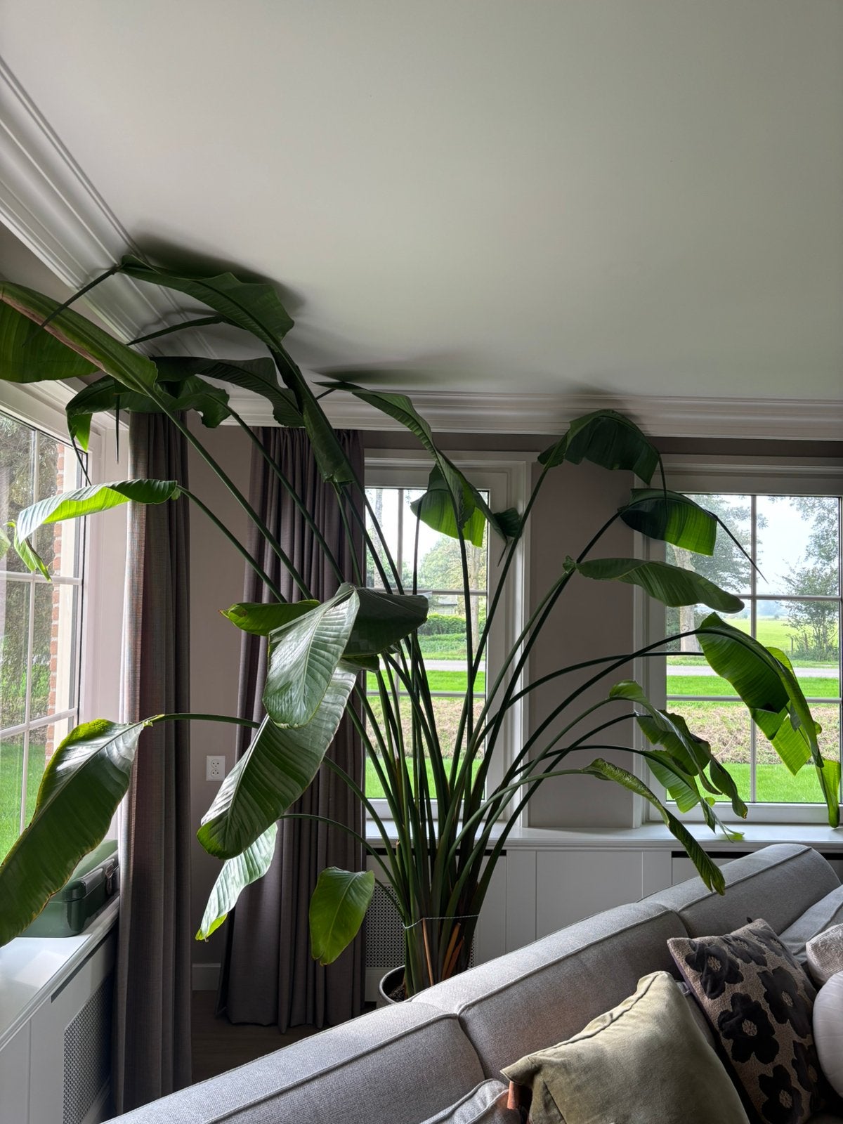 Strelitzia, Huis en Inrichting, Ophalen, Volle zon, 150 tot 200 cm