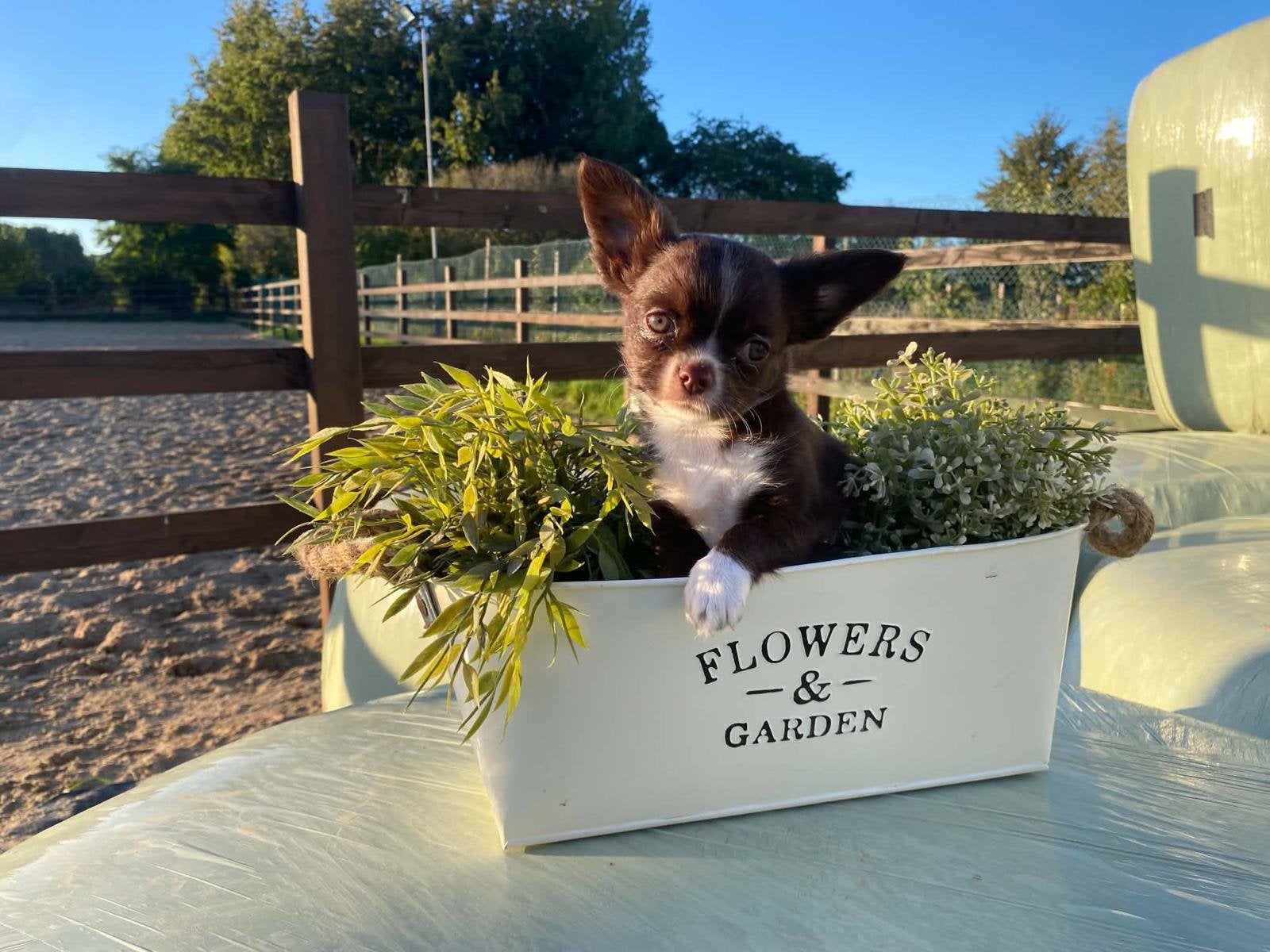 Mooie chihuahua pups te koop, Dieren en Toebehoren, België, Particulier, CDV (hondenziekte), 8 tot 15 weken