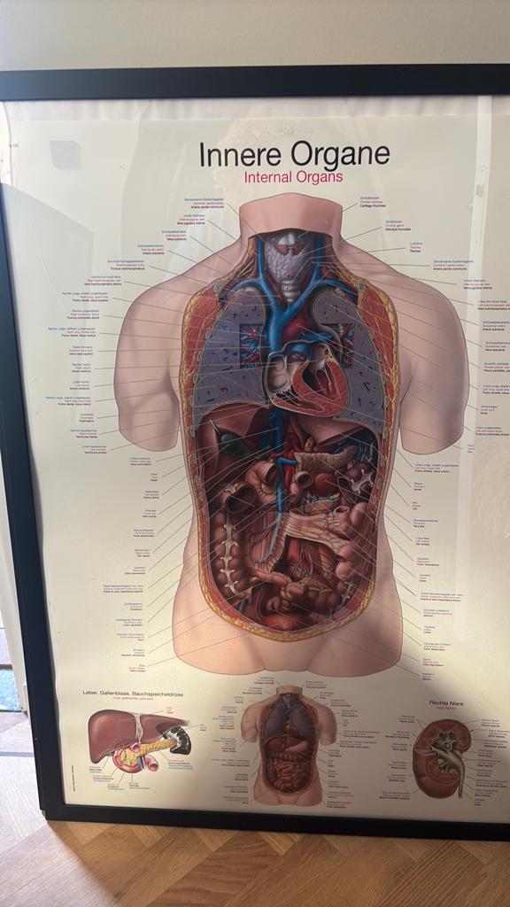 Anatomie posters set (5 stuks) - Zenuwstelsel & Organen, Ophalen, 75 tot 100 cm, 75 cm of meer, Print
