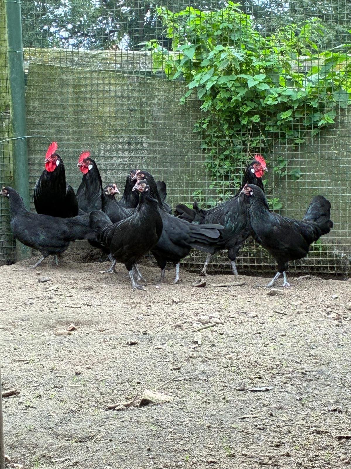 Friese hoen zwart, Dieren en Toebehoren, Meerdere dieren, Kip