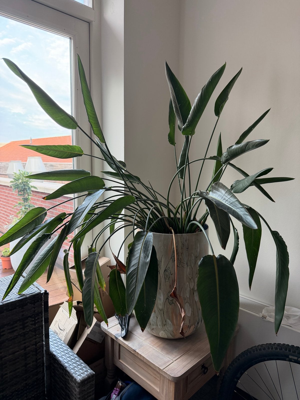 Grote Strelitzia Reginae, Huis en Inrichting, Ophalen, Overige soorten, Halfschaduw, In pot