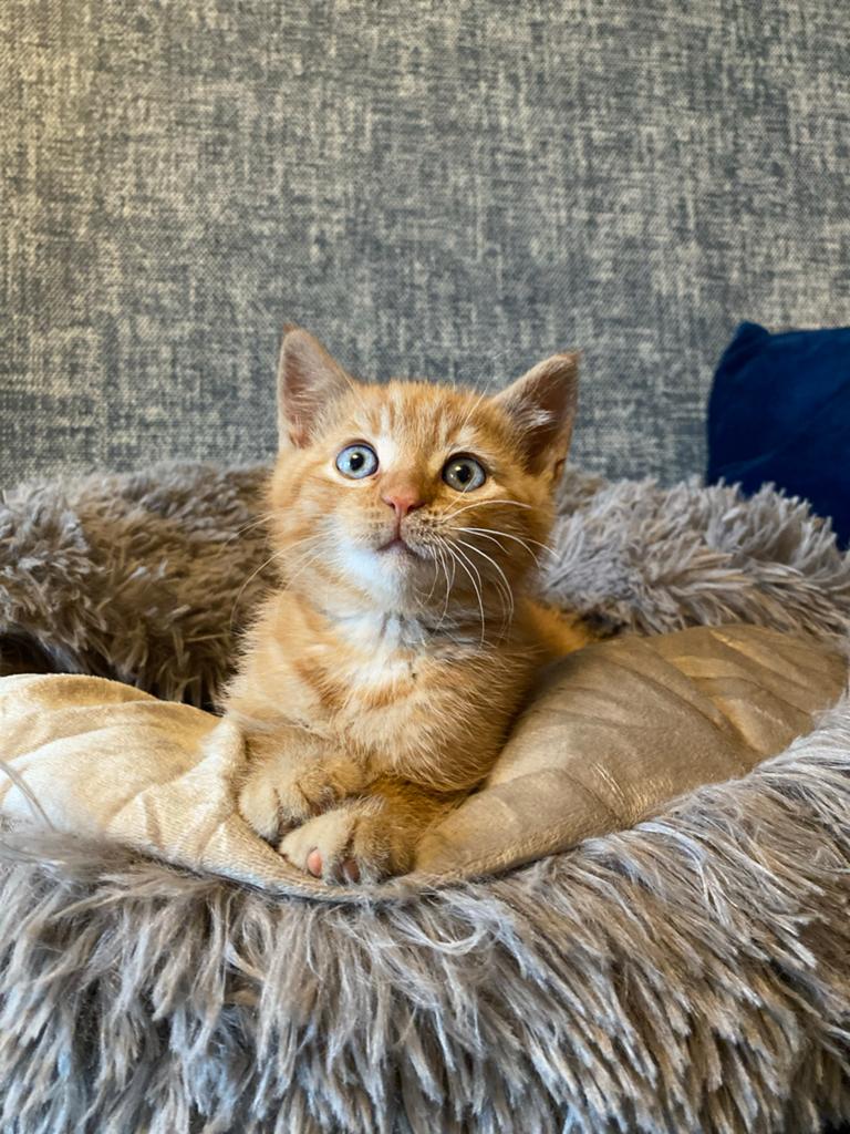 Kitten, Dieren en Toebehoren, Katten en Kittens | Overige Katten, Kater