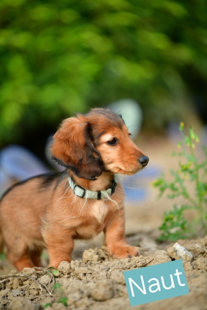 Dwergteckelpup Naut, reu-langharig zoekt een liefdevol thuis, 8 tot 15 weken, Dwerg, Langhaar, CDV (hondenziekte)