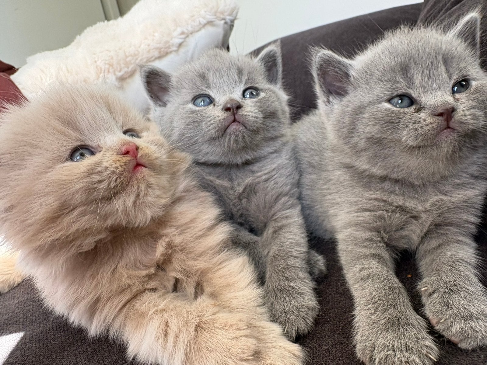 Onze 3 schatjes zoeken britse het allerliefste thuis ️, Meerdere dieren, Ontwormd, 0 tot 2 jaar