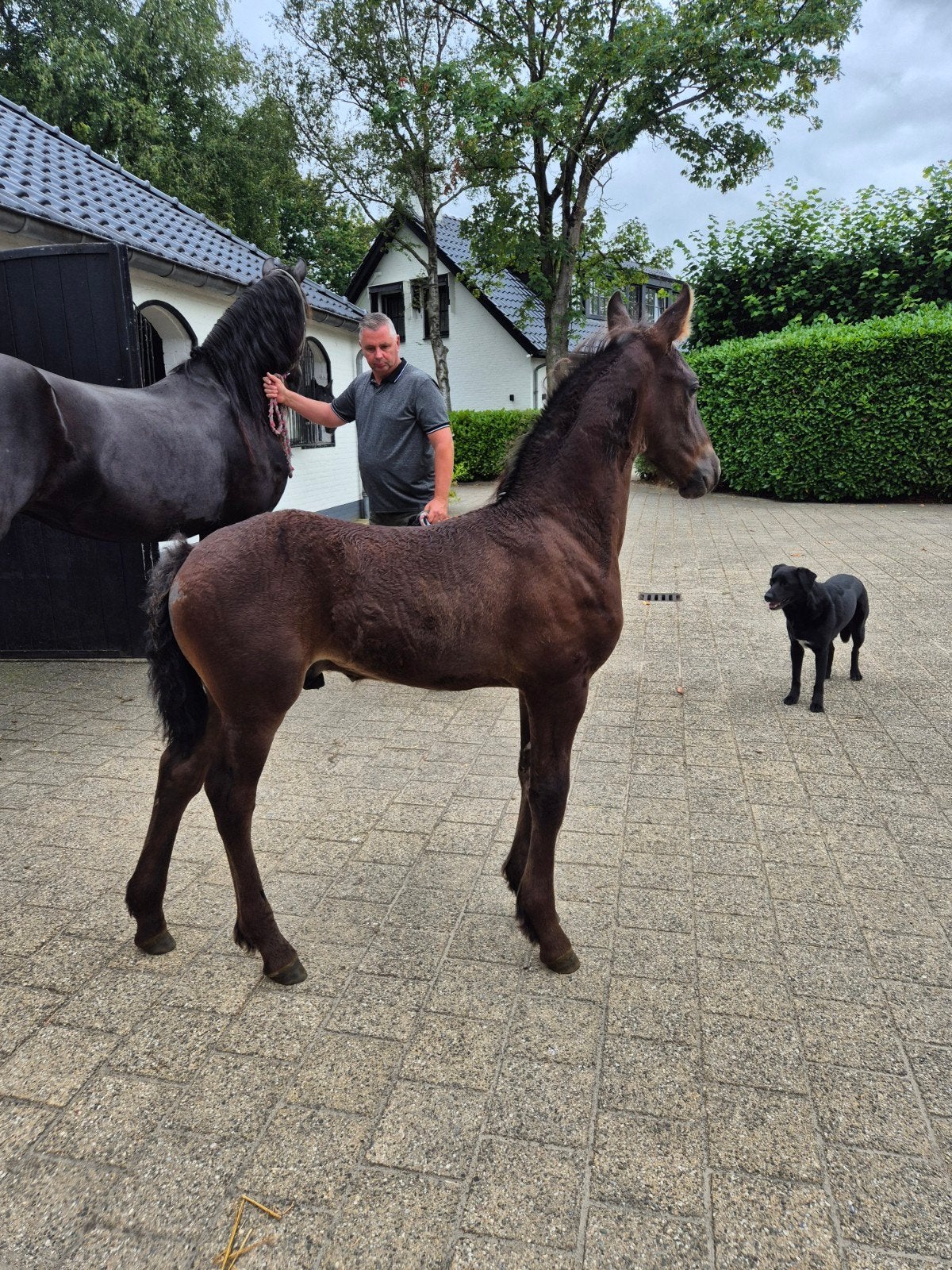 Prachtig Fries hengstveulen met uitstraling en beweging, Dieren en Toebehoren, Paarden, Hengst, Minder dan 160 cm, 0 tot 2 jaar