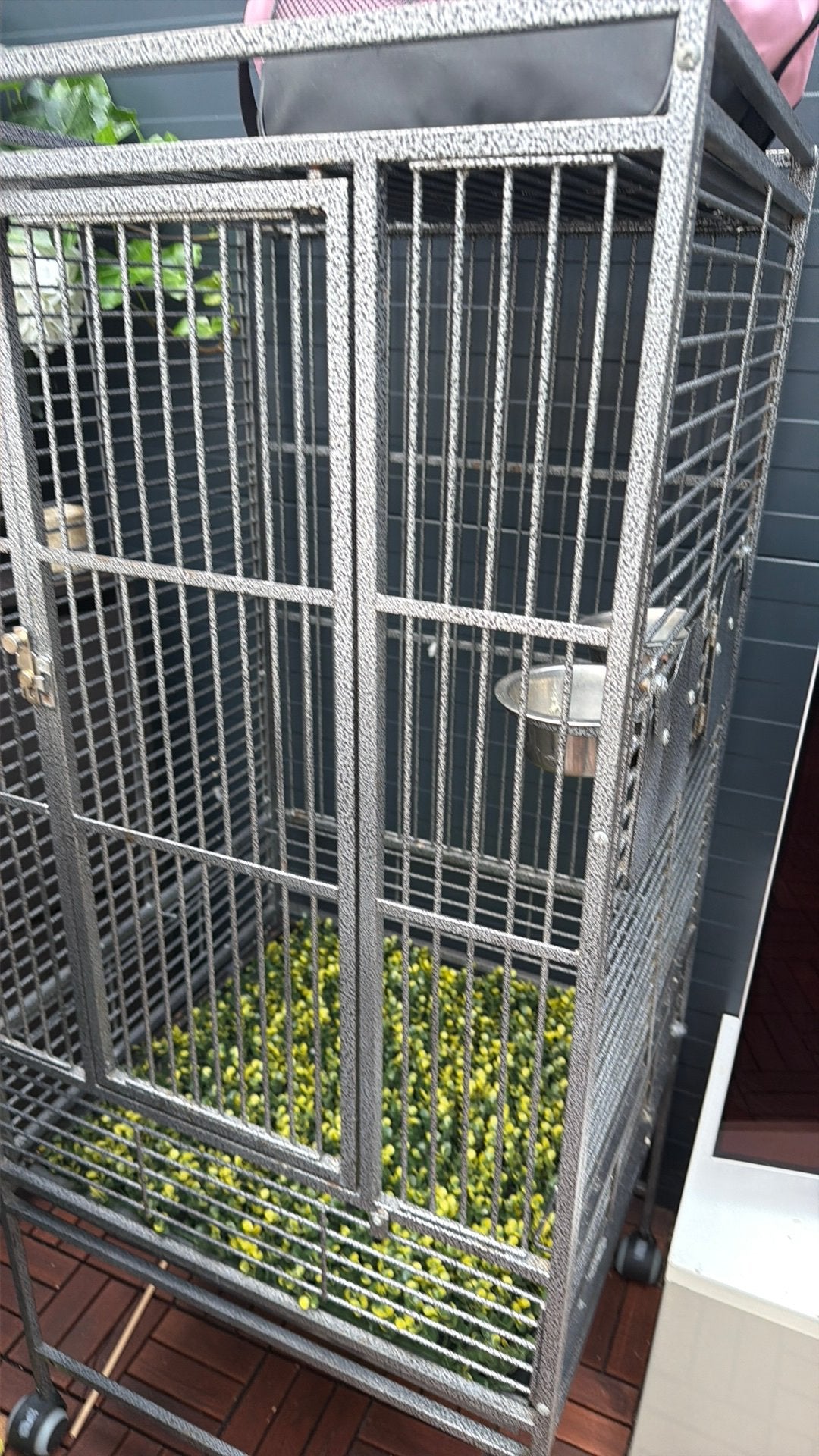 Vogel papegaai kooi, Dieren en Toebehoren, Mannelijk, Papegaai
