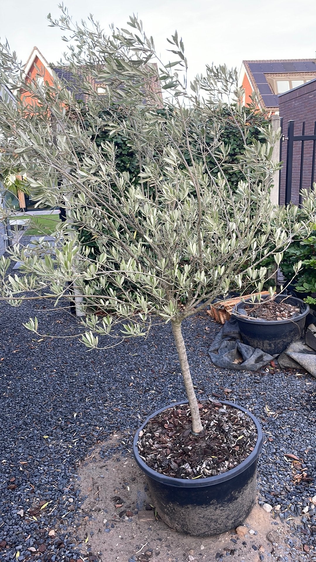 Palm, Tuin en Terras, Bloeit niet, 100 tot 250 cm, Palmboom, Ophalen