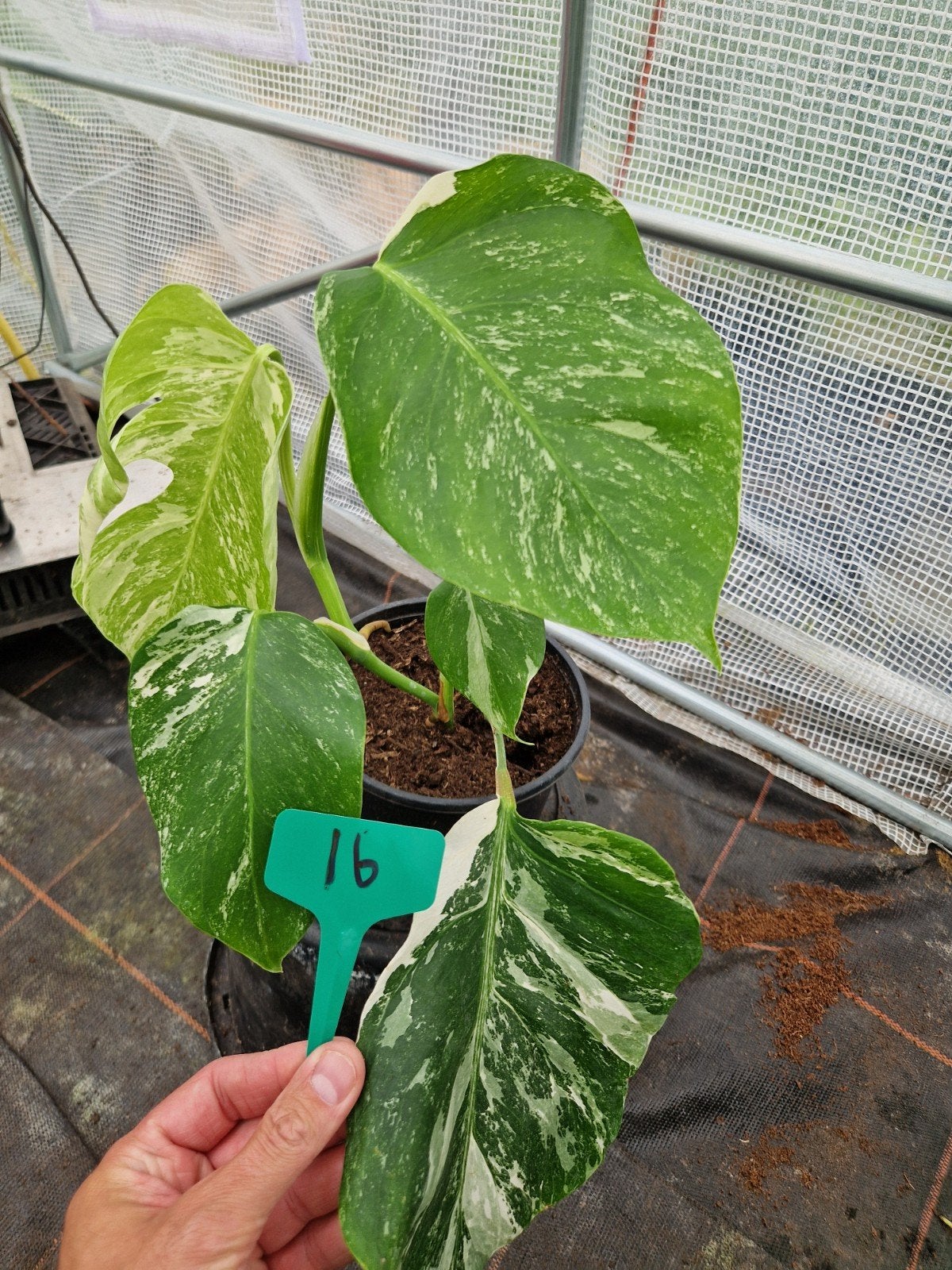 Monstera deliciosa albo Variegata kamerplant #16, Ophalen of Verzenden, Halfschaduw, Minder dan 100 cm