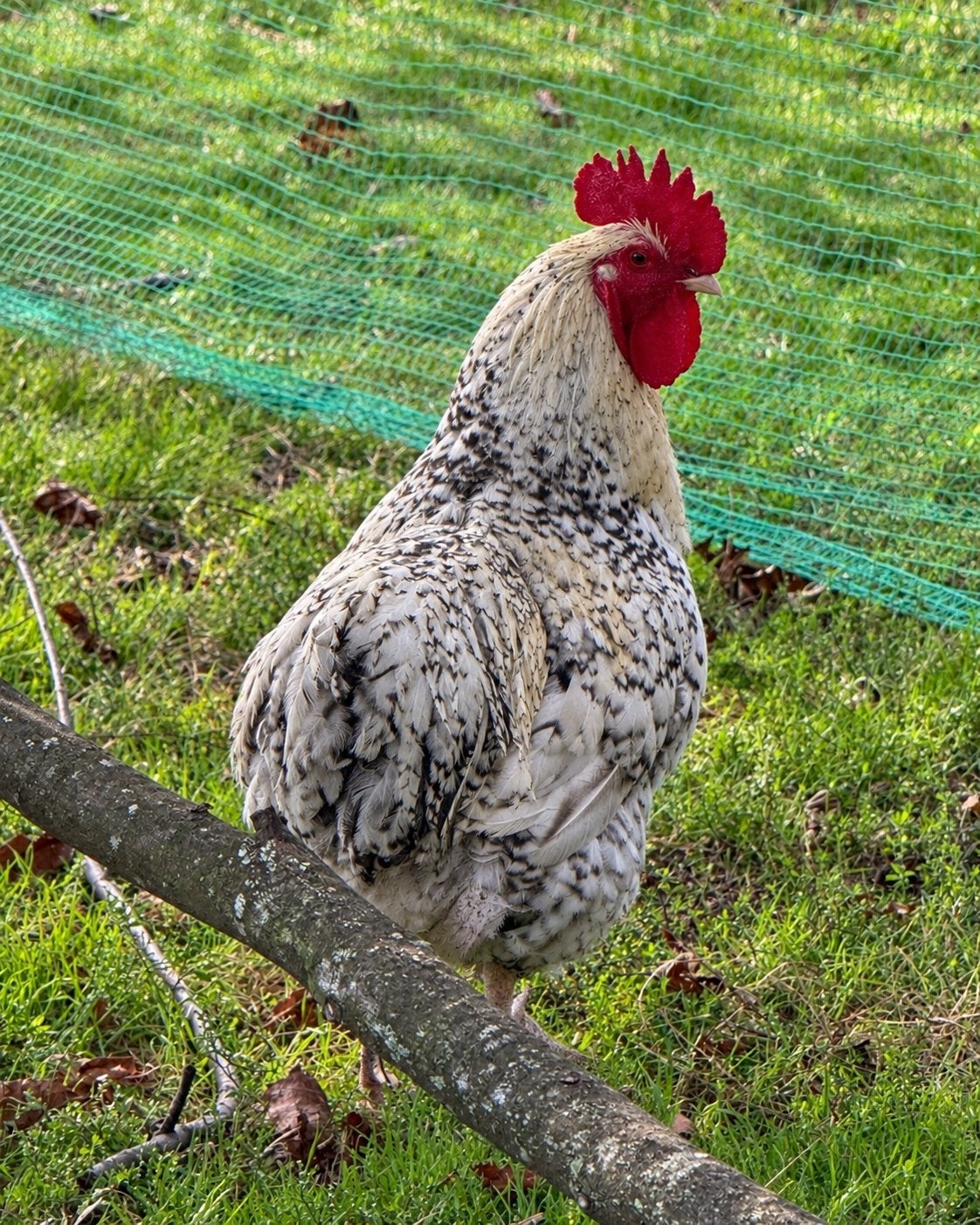 Lieve Orpington haan, Mannelijk, Kip