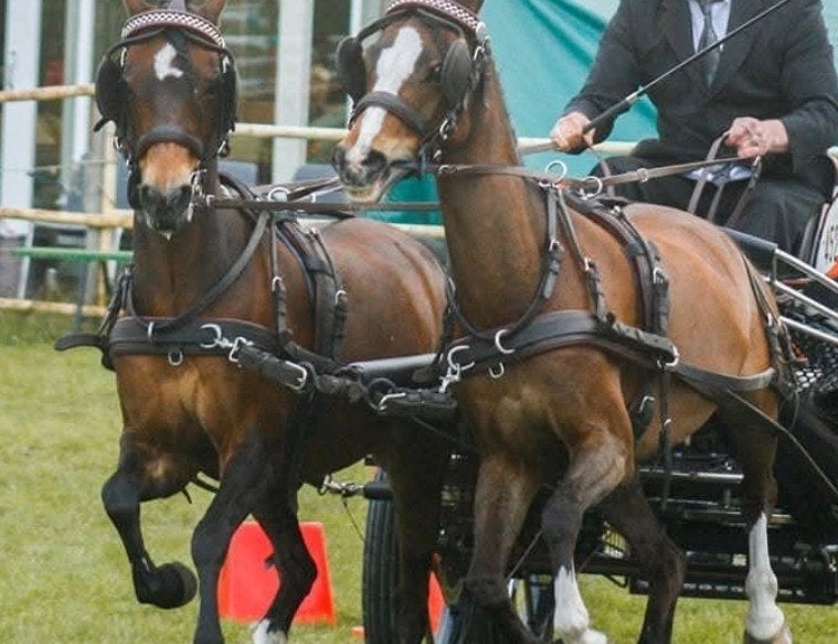 Tweespan Clever tuig maat pony, Dieren en Toebehoren, Gebruikt, Overige disciplines, Bruin, Verstelbaar