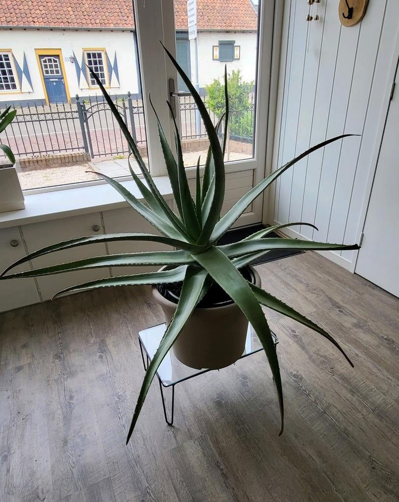 Grote Aloë Vera, 1.30m omtrek, Huis en Inrichting, Kamerplanten, Ophalen, Halfschaduw, Minder dan 100 cm