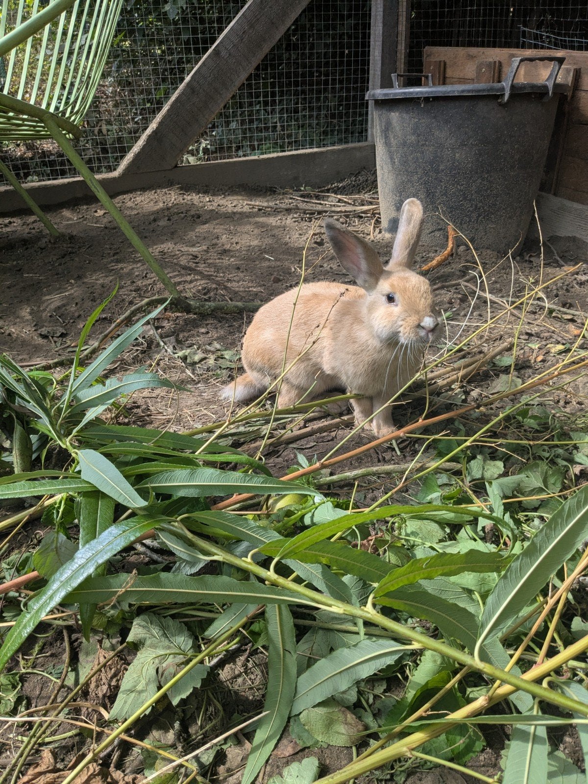 Superlief konijn, Dieren en Toebehoren, Mannelijk