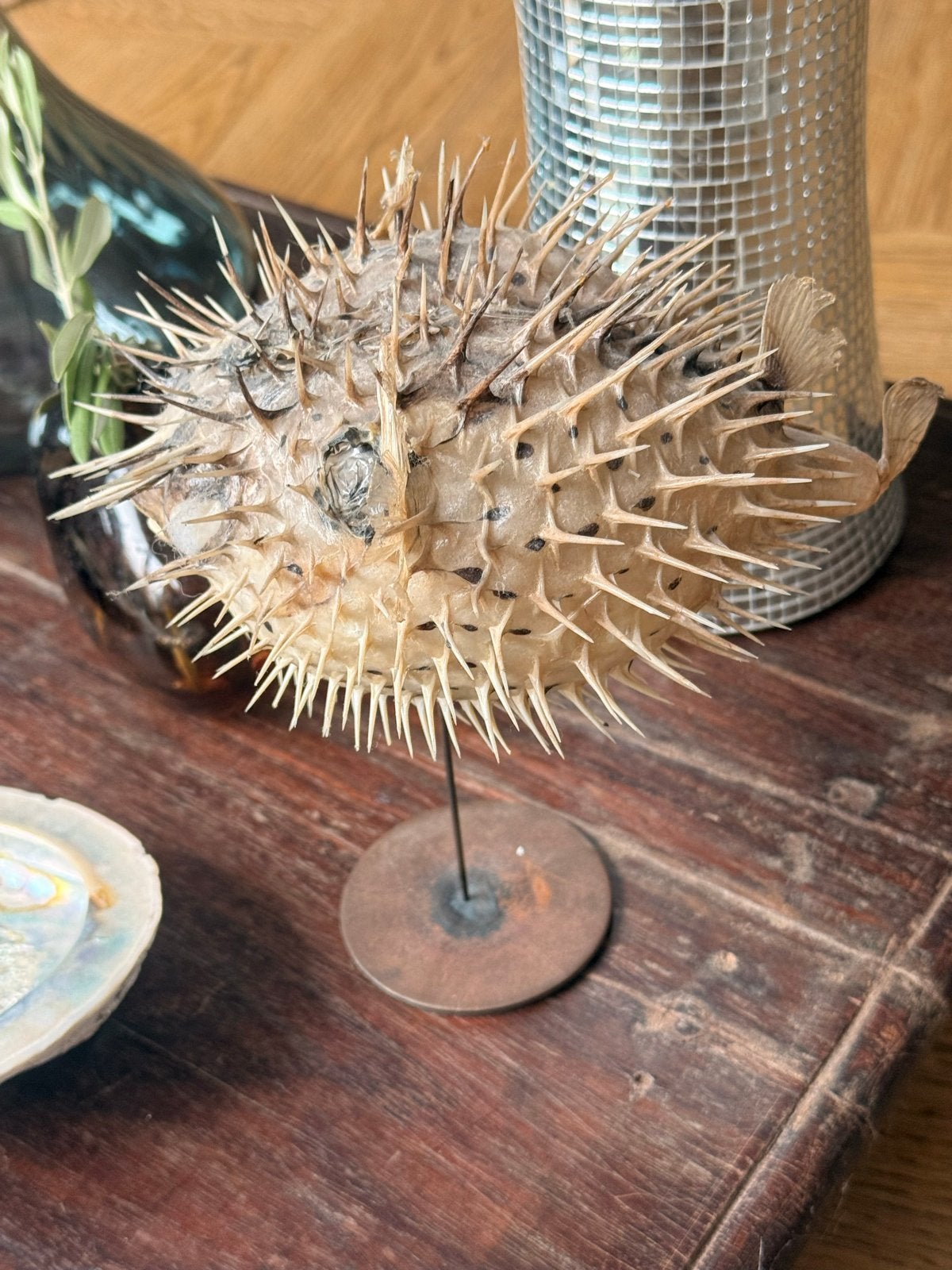 Opgezette Fugu Kogelvis op Stalen Standaard, Ophalen, Gebruikt