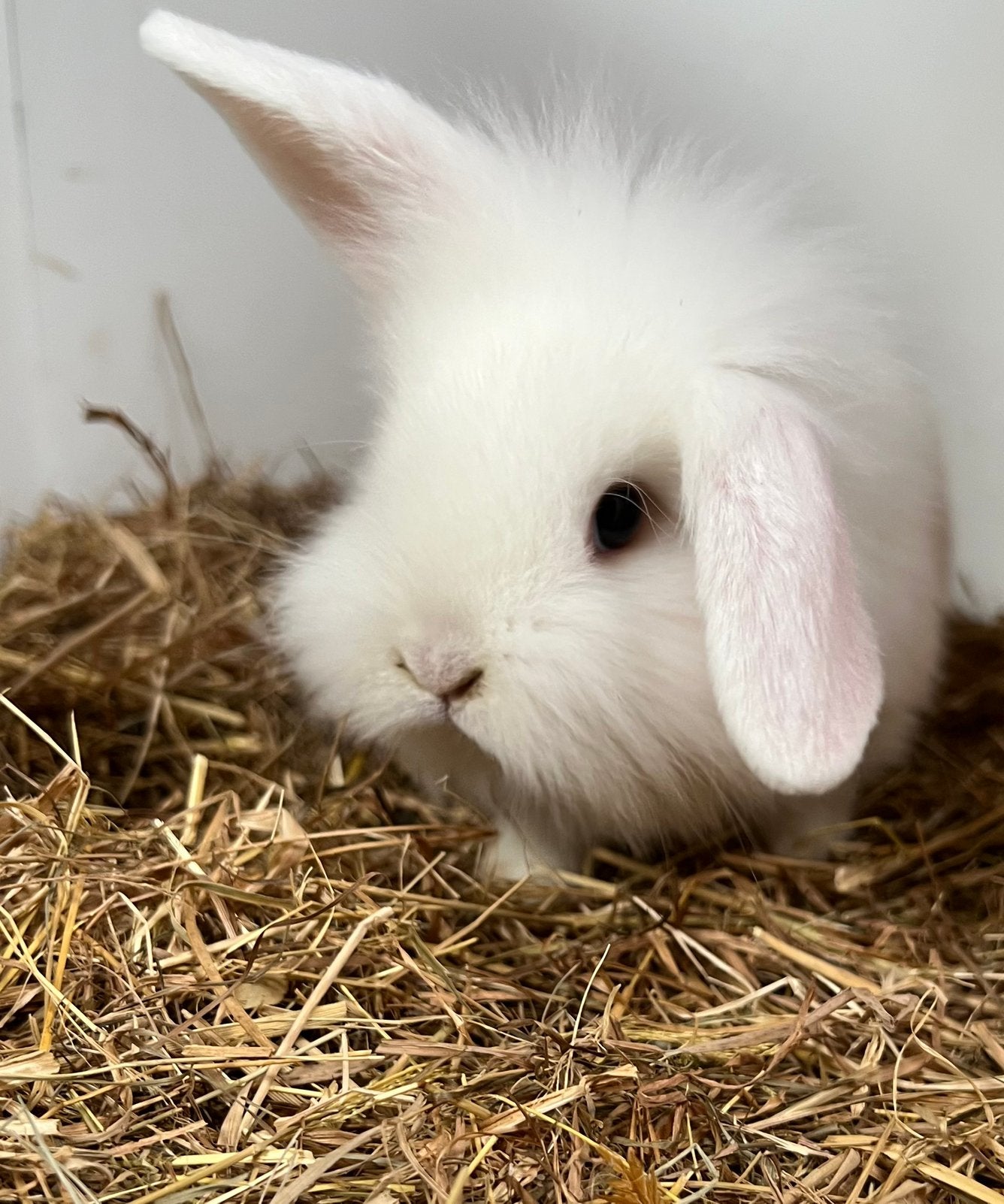 Zeer makke hangoor konijntjes en staande oortjes, Dieren en Toebehoren, Konijnen, Meerdere dieren, Dwerg, Hangoor