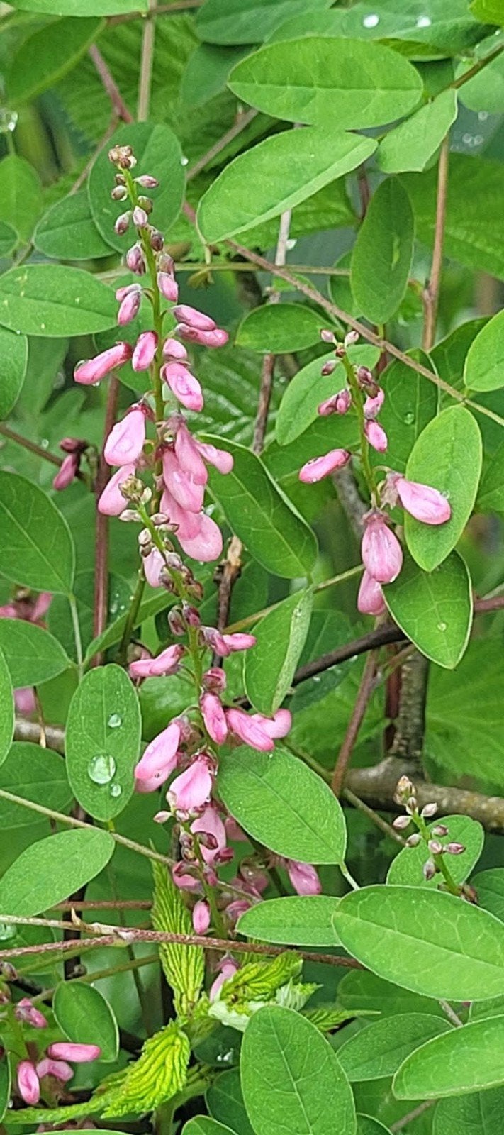 Indigofera (Indigostruik), Ophalen, Overige soorten, Volle zon