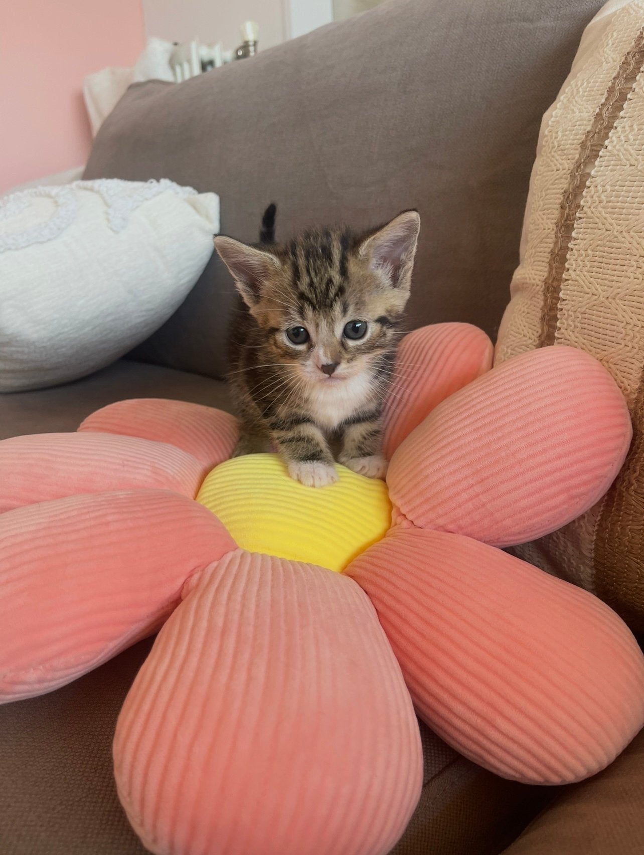 4 schattige kittens, Dieren en Toebehoren, Katten en Kittens | Overige Katten, Meerdere dieren, Kortharig, 0 tot 2 jaar