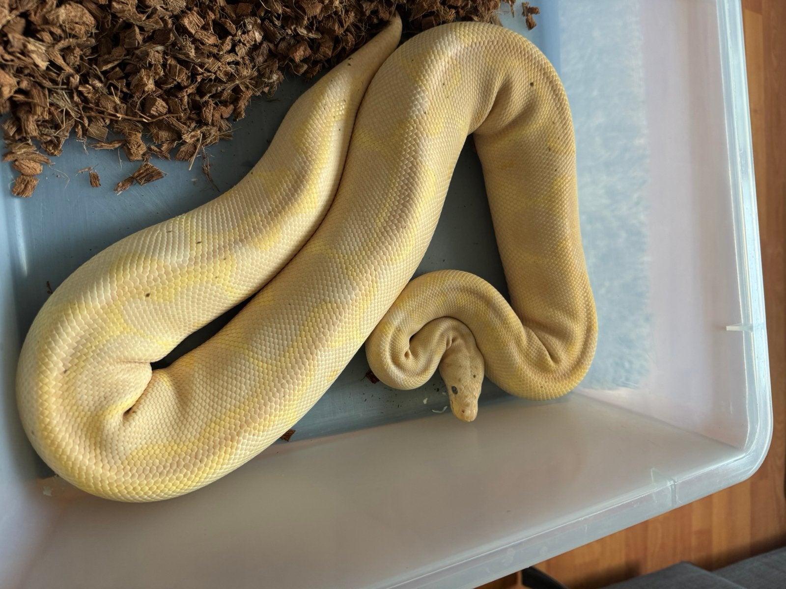 Ball python banana clown Ball Python photo 4