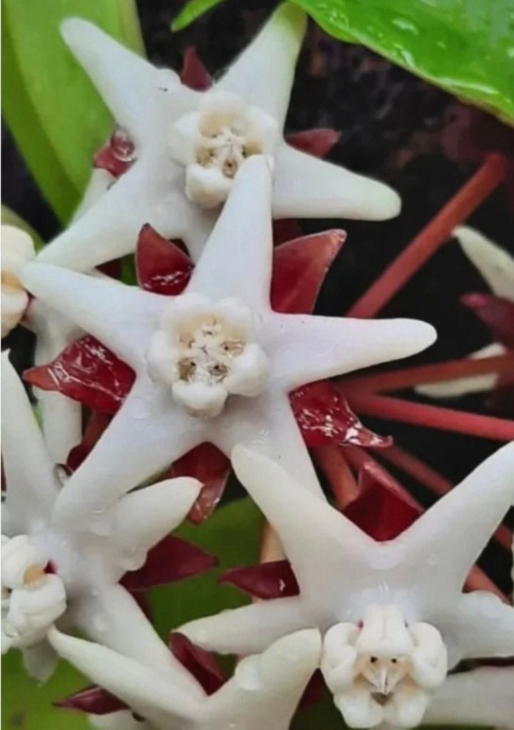 Hoya Albiflora Rood - zeldzaam, Overige soorten, Minder dan 100 cm, Bloeiende kamerplant, Halfschaduw
