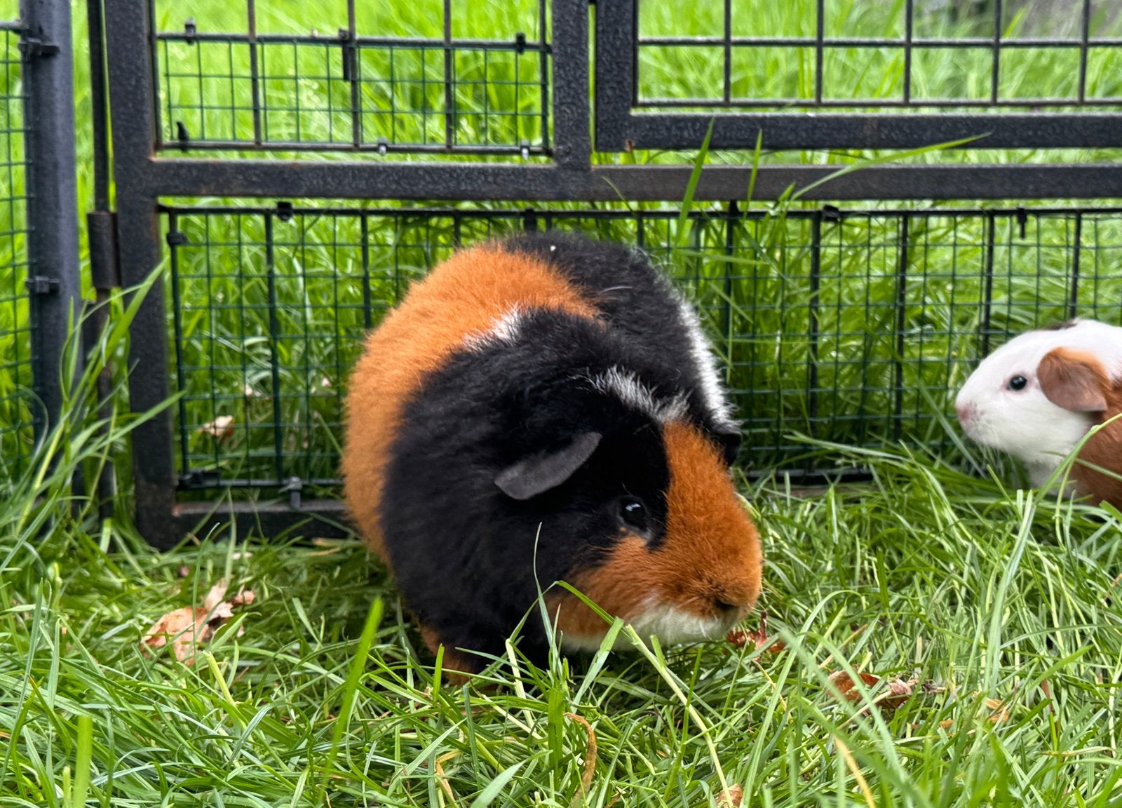Knap beertje Patrick, Dieren en Toebehoren, Augustus, Mannelijk, Cavia