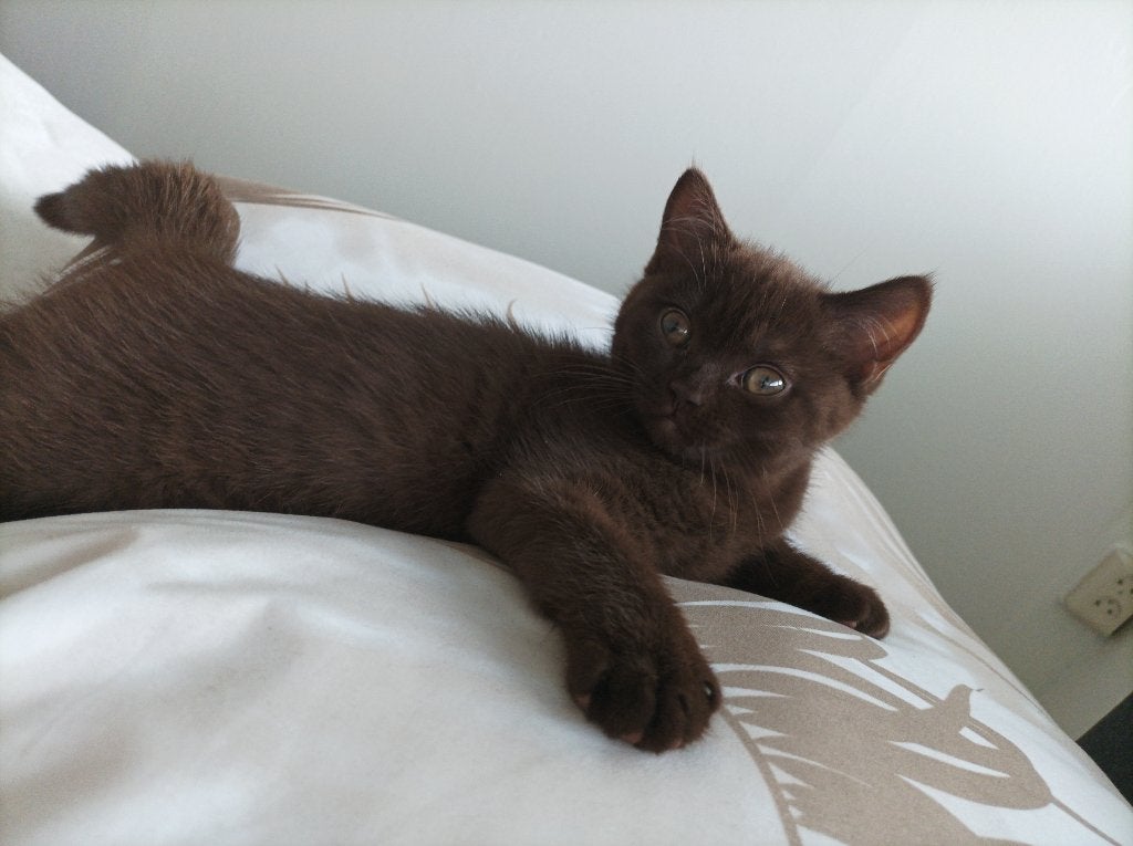 Kitten 12 weken chocolate Ragdoll/brits korthaar, Kater, Ontwormd, 0 tot 2 jaar