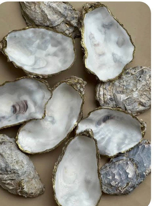 GEZOCHT oesterschelpen en/of Jacobsschelpen, Ophalen of Verzenden, Zo goed als nieuw
