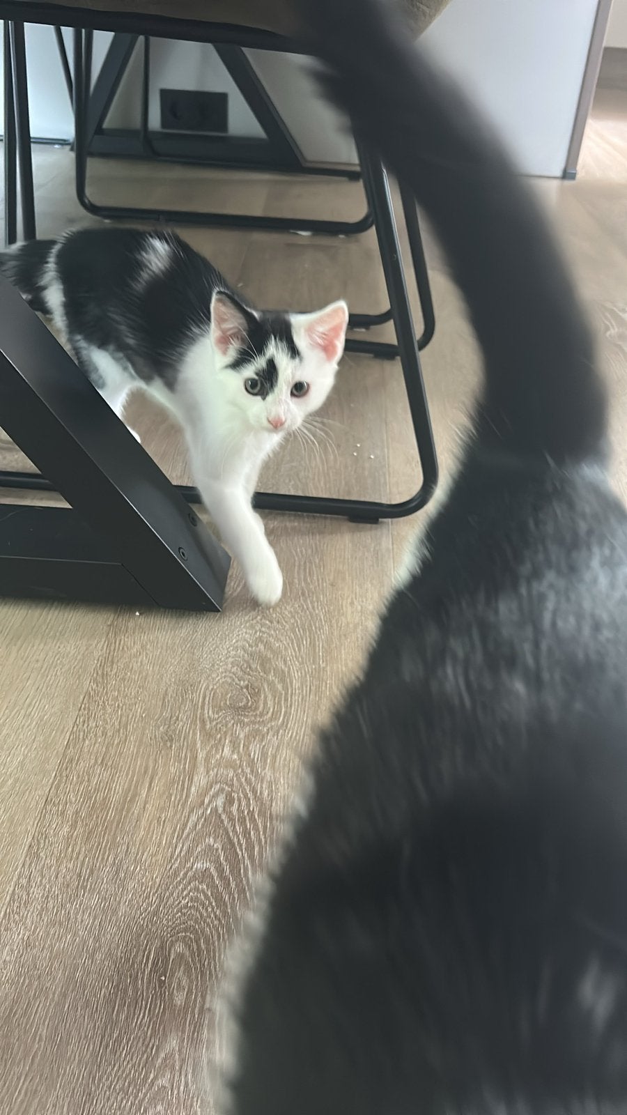 Nog 1 kitten beschikbaar, Meerdere dieren