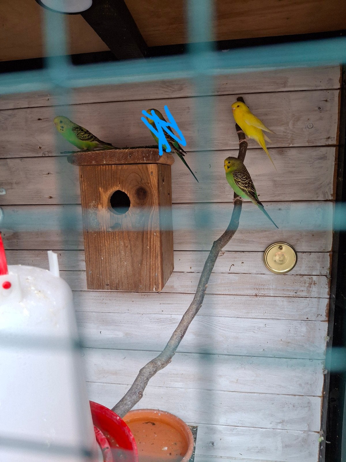 Grasparkieten, Meerdere dieren, Parkiet