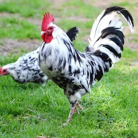 kuikens bonte leghorn, Dieren en Toebehoren, Pluimvee, Meerdere dieren, Kip