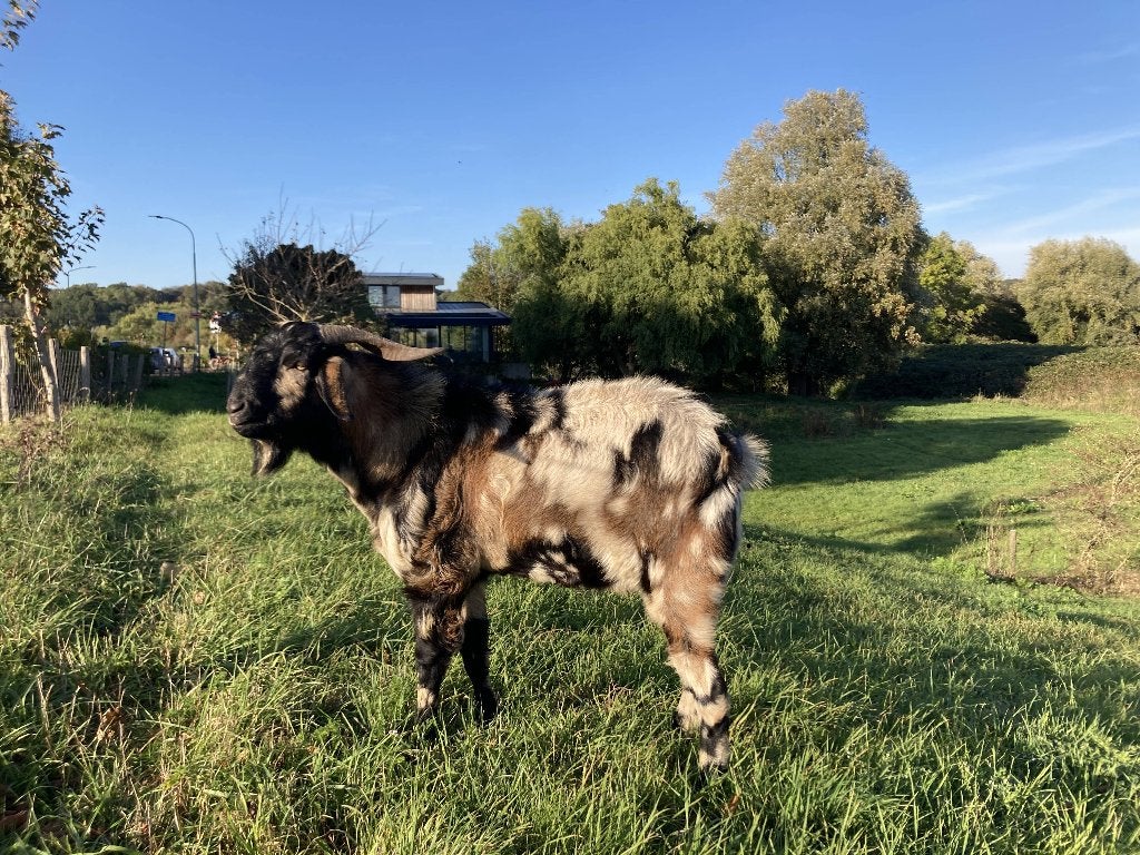 Nubische bok met maanvlekken, Mannelijk, Geit, 0 tot 2 jaar