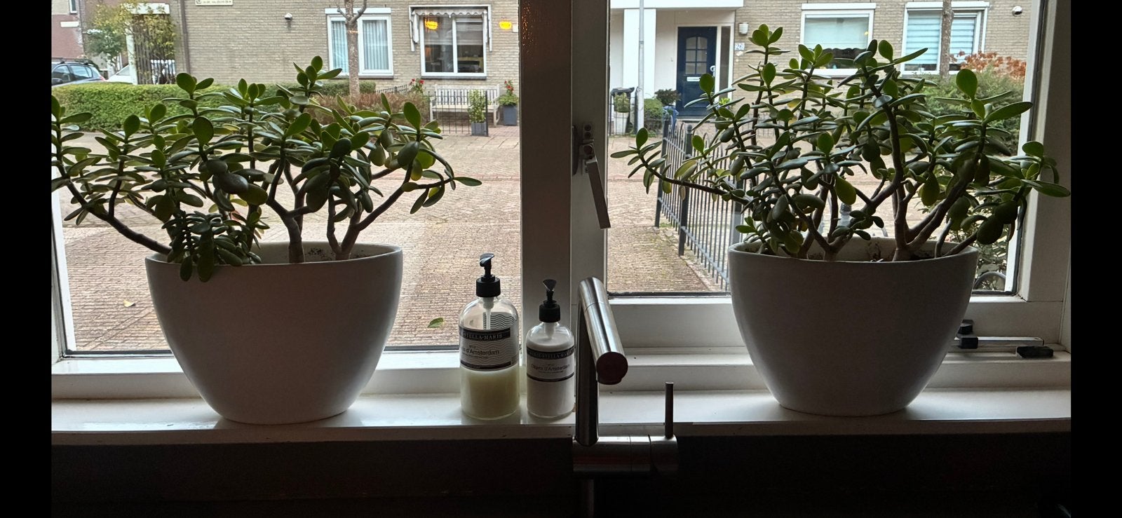 Twee witte plantenpotten met vetplantjes, Ophalen, Vetplant, In pot